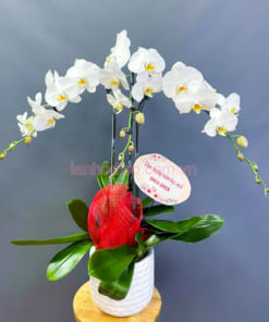 Chậu lan trắng 3 cành làm quà tặng ý nghĩa