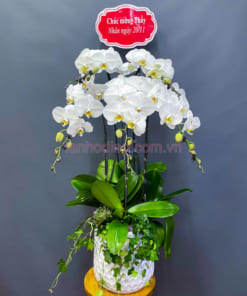 Chậu lan trắng 5 cành mừng ngày 20-11
