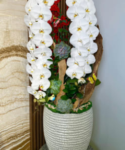 Chậu lan trắng hồ điệp 2 cành ghép lũa