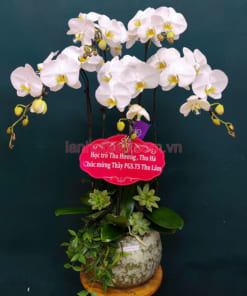 Chậu lan trắng hồ điệp 5 cành chúc mừng