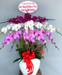 Chậu lan trắng tím hồng chúc mừng kỷ niệm công ty