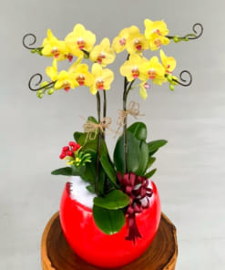 Chậu lan vàng 4 cành tặng tết