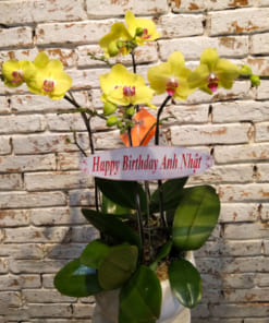 Chậu lan vàng hồ điệp 4 cành