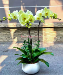 Chậu lan xanh bơ làm quà tặng tân gia