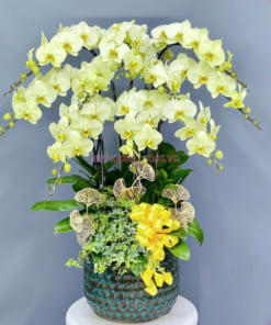 Chậu lan xanh táo 10 cành chúc mừng khai trương