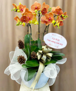 Chậu phong lan cam 5 cành mừng sinh nhật