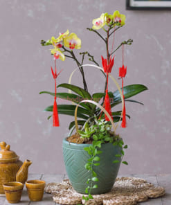 Chậu tiểu hồ điệp vàng đón tết