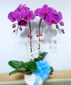 Chậu phong lan tím hồ điệp 2 cành