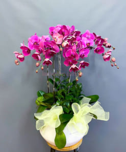 Cửa hàng bán chậu hoa hồ điệp tím 6 cành đẹp tại Hà Nội