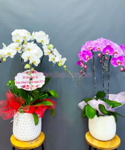 Cửa hàng bán chậu hoa lan hồ điệp đẹp giá rẻ tại Hà Nội