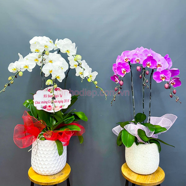 Cửa hàng bán chậu hoa lan hồ điệp đẹp giá rẻ tại Hà Nội
