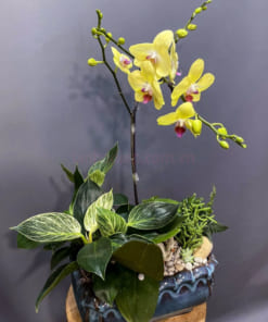 Cửa hàng bán chậu lan hồ điệp vàng Đà Lạt uy tín tại Hà Nội