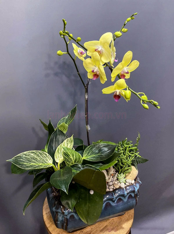 Cửa hàng bán chậu lan hồ điệp vàng Đà Lạt uy tín tại Hà Nội