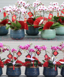 Cửa hàng bán chậu tiểu hồ điệp để bàn tại Hà Nội