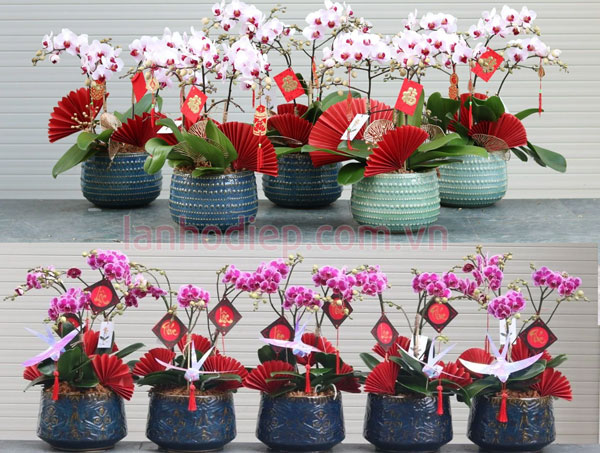 Cửa hàng bán chậu tiểu hồ điệp để bàn tại Hà Nội