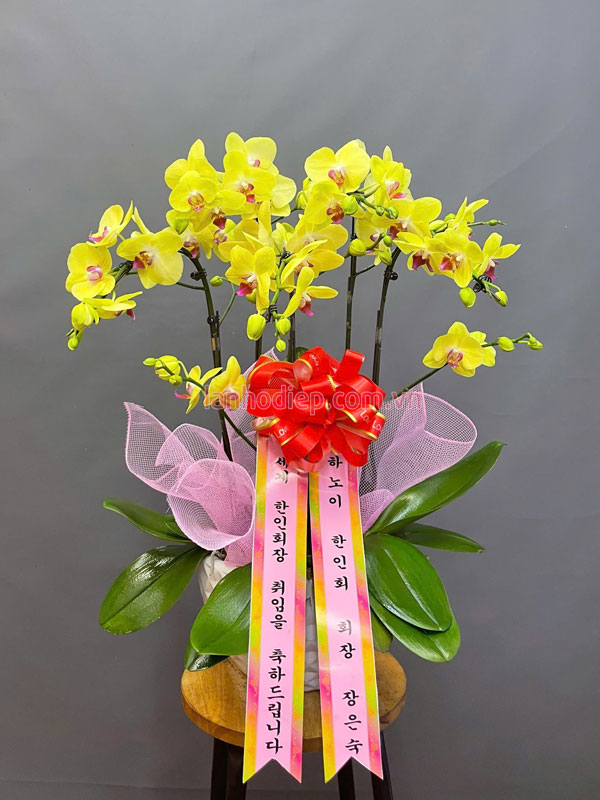 Cửa hàng bán hoa lan hồ điệp chúc mừng khai trương đẹp