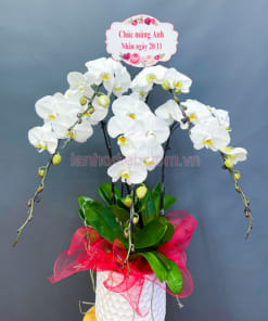 Cửa hàng bán hoa lan hồ điệp đẹp tại Hà Nội