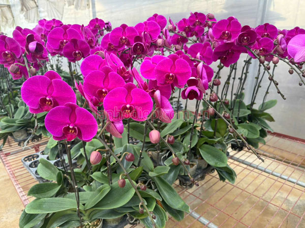 Cửa hàng bán hoa lan hồ điệp tím Đà Lạt đẹp tại Hà Nội