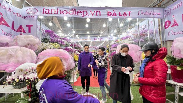 Cửa hàng bán hoa lan hồ điệp Tết đẹp tại Hà Nội
