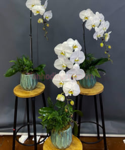 Đặc điểm chậu hoa lan hồ điệp 1 cành trắng