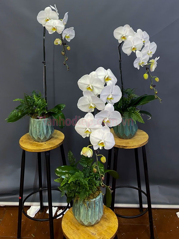 Đặc điểm chậu hoa lan hồ điệp 1 cành trắng