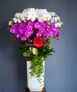 Đặc điểm chậu lan 8 cành màu trắng và tím