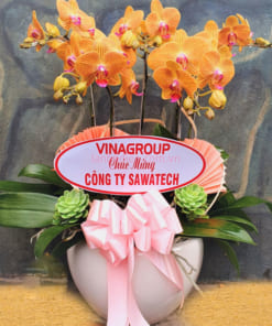 Đặc điểm của chậu hoa hồ điệp màu cam 5 cành