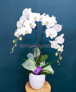 Đặc điểm chậu lan hồ điệp trắng 2 cành