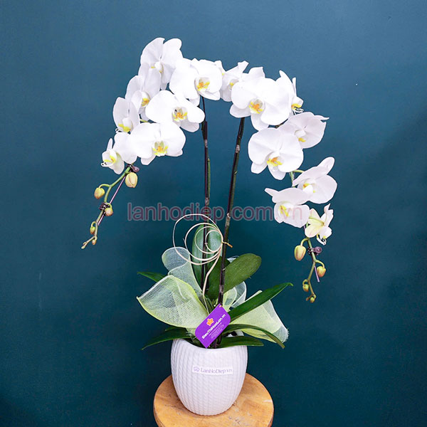 Đặc điểm chậu lan hồ điệp trắng 2 cành