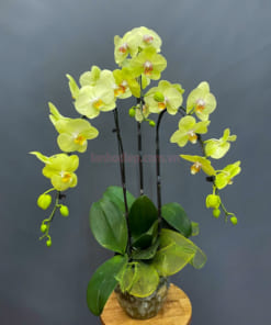 Đặc điểm chậu lan hồ điệp xanh táo