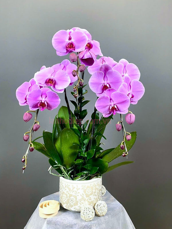 Đặc điểm chậu lan hồng hồ điệp đẹp