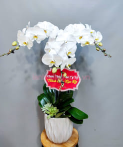 Đặc điểm chậu lan trắng 3 cành hồ điệp