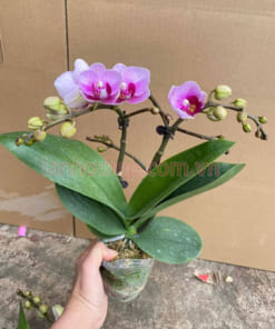 Bầu lan hồ điệp mini hồng 2 ngồng