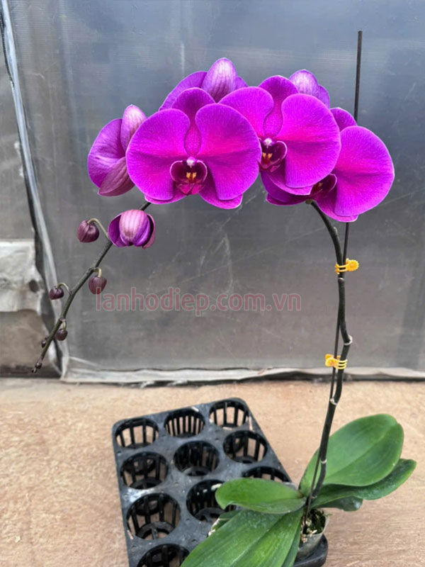 Đặc điểm chậu lan hồ điệp tím chuẩn hàng loại A.