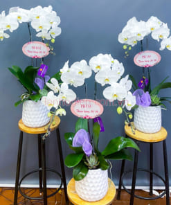 Giá bán chậu lan hồ điệp 2 cành trắng