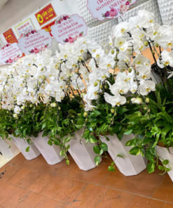 Giá bán chậu lan hồ điệp 9 cành hoa trắng