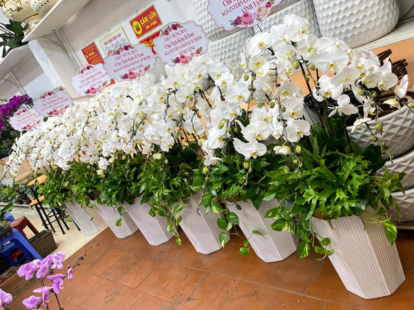 Giá bán chậu lan hồ điệp 9 cành hoa trắng