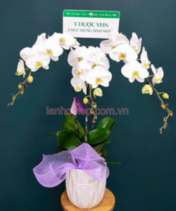 Giá bán chậu lan hồ điệp trắng 3 vòi