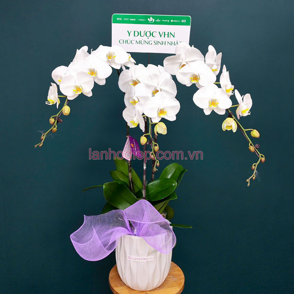 Giá bán chậu lan hồ điệp trắng 3 vòi