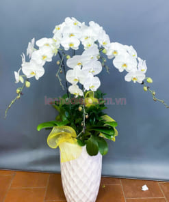 Giá chậu hoa hồ điệp trắng 5 cành