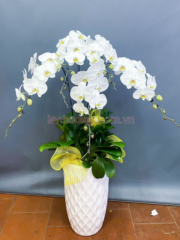 Giá chậu hoa hồ điệp trắng 5 cành
