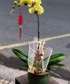 Giá chậu hoa lan hồ điệp vàng 1 vòi