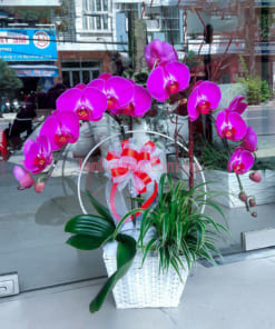 Giỏ hoa hồ điệp tím 2 cành đẹp