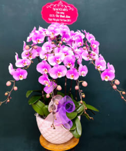 Hoa lan hồ điệp 7 cành hồng mừng ngày 20-11
