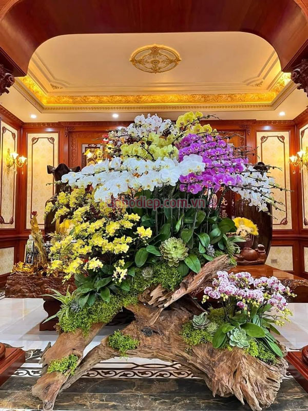 Hoa lan hồ điệp ghép lũa đẹp tại Hà Nội