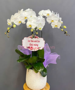 Hoa lan hồ điệp làm quà chúc mừng