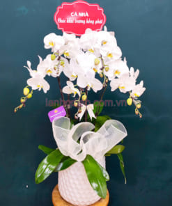 Hoa lan hồ điệp màu trắng 5 cành trắng mừng khai trương