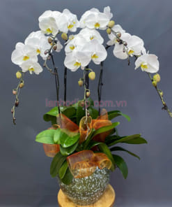 Hoa lan hồ điệp trắng 5 vòi đẹp