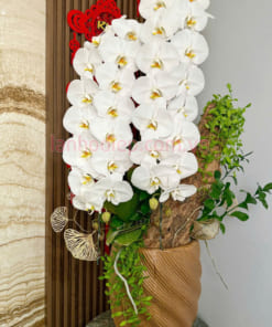 Hoa lan hồ điệp trắng vip 2 cành ghép gỗ lũa