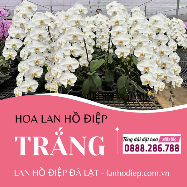 Hoa lan hồ điệp trắng